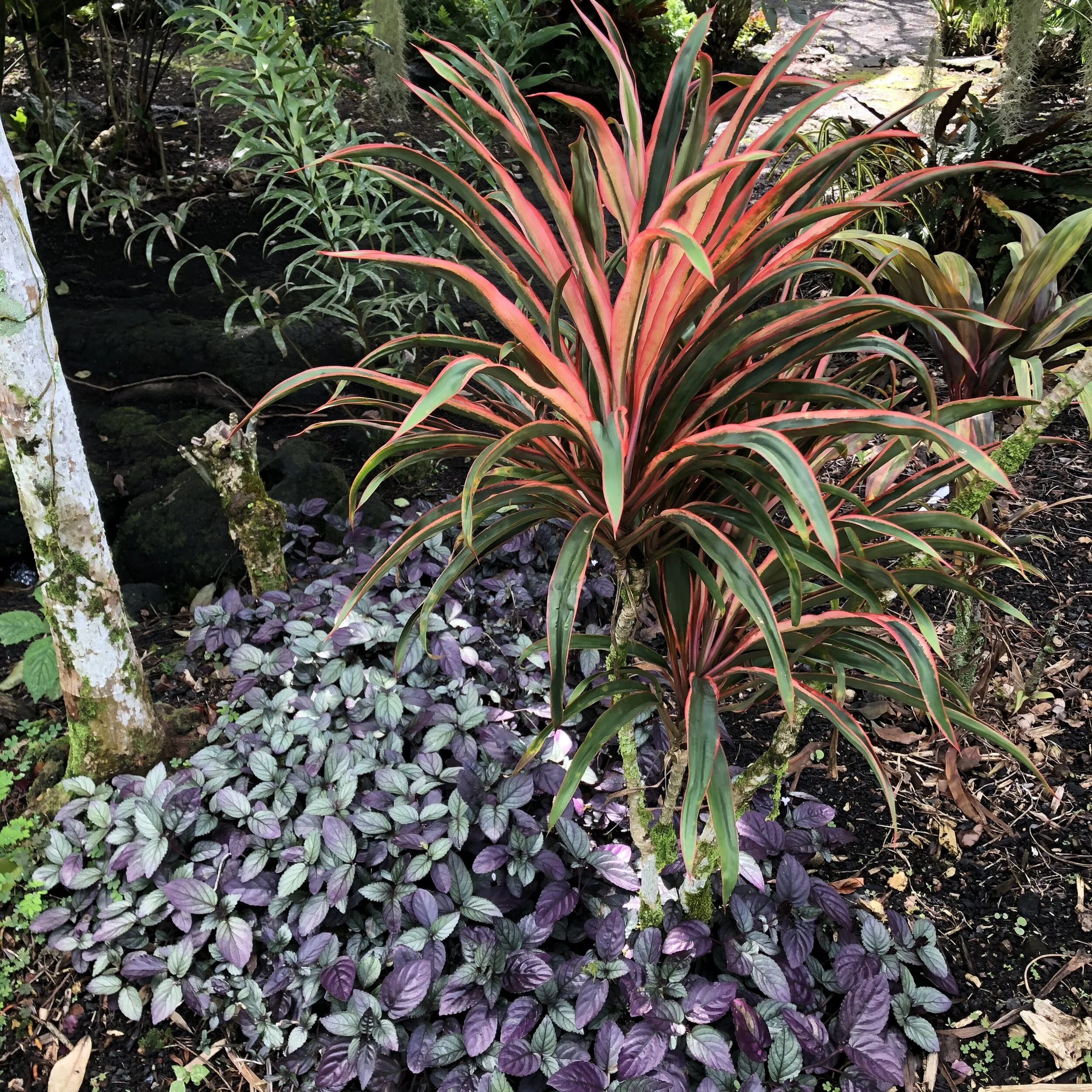 Cordyline terminalis 'Yogi' — Vintage Green Farms with Tom Piergrossi